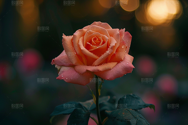 玫瑰花花朵初夏素材