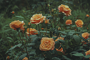 玫瑰花花朵繁花素材