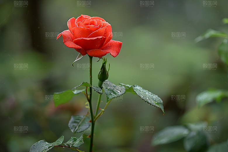 玫瑰花高清花卉素材