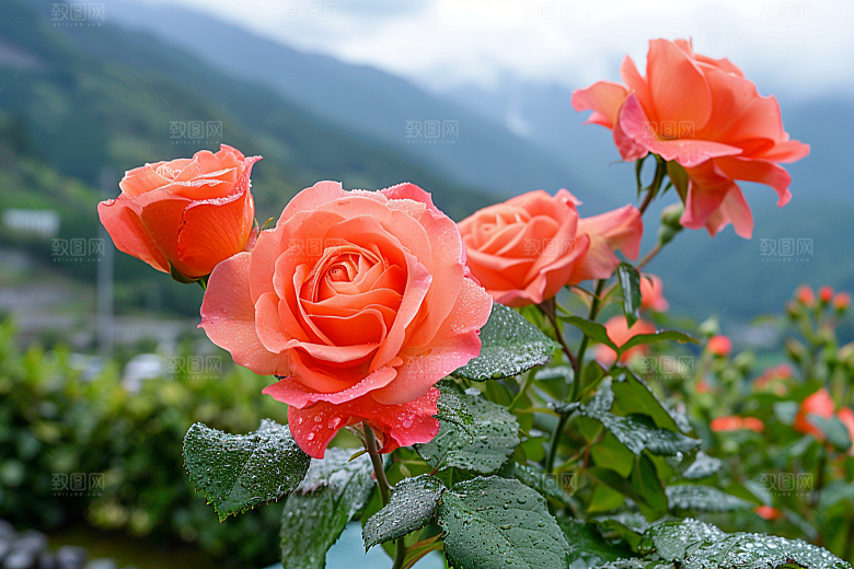 玫瑰花花卉优雅素材