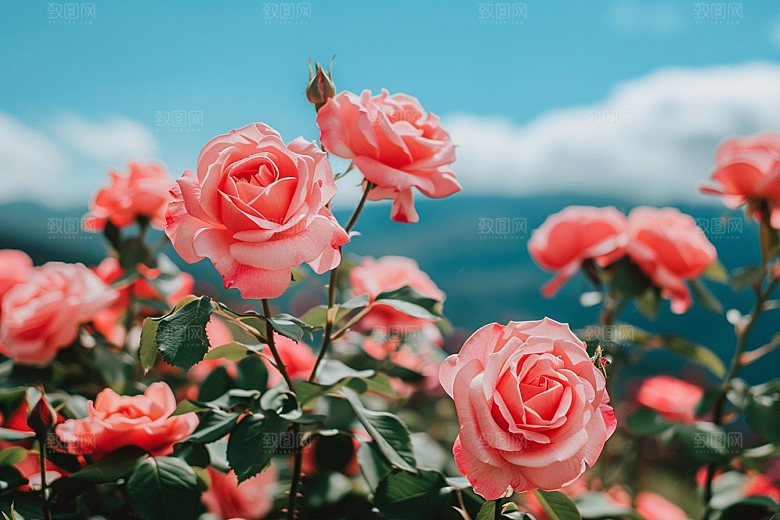 玫瑰花月季花初夏素材