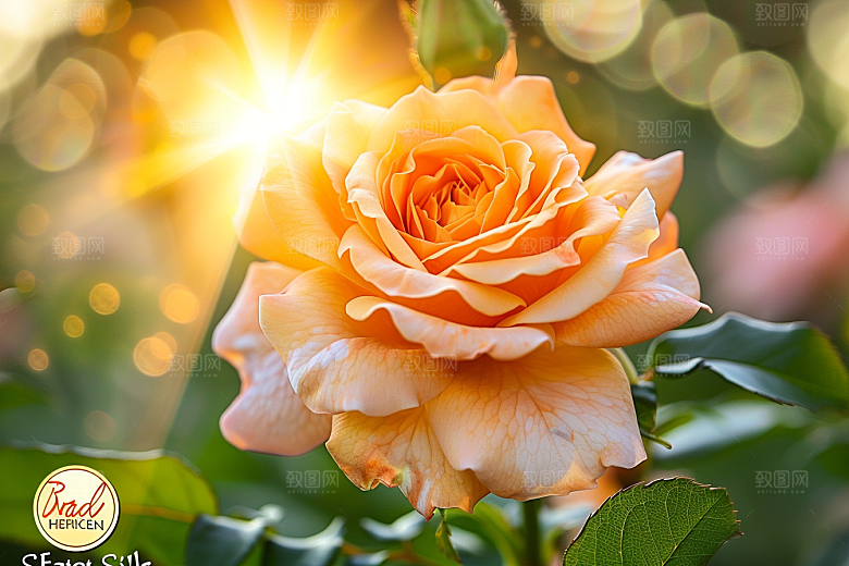 玫瑰花月季花繁花素材