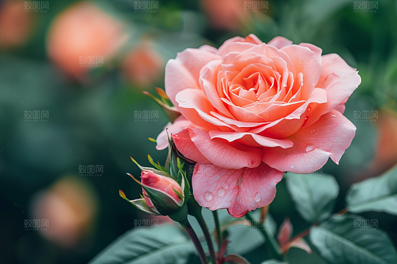 玫瑰花月季花高清素材
