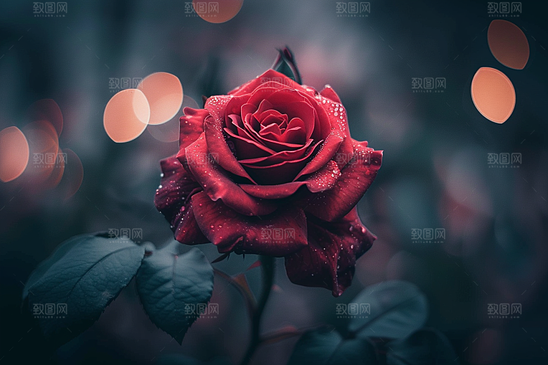玫瑰花月季花浪漫素材