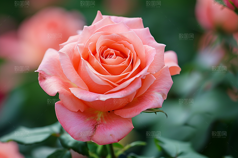 玫瑰花五月优雅素材