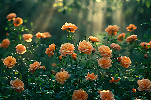 玫瑰花五月月季花素材