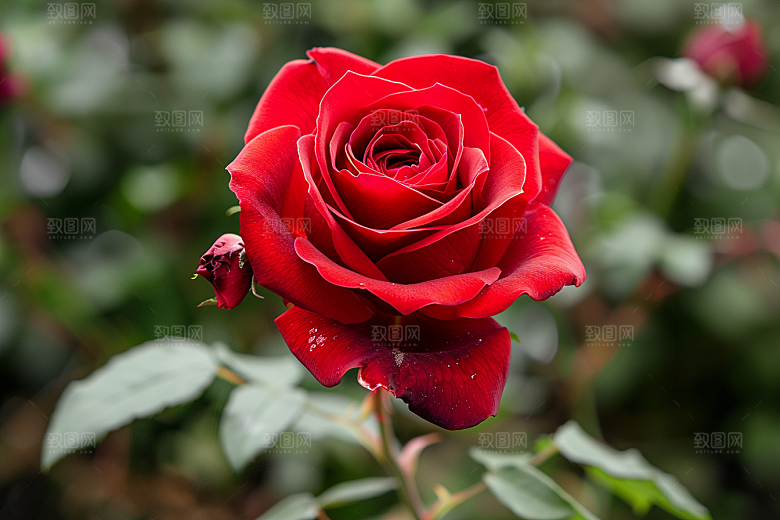 玫瑰花高清花朵素材