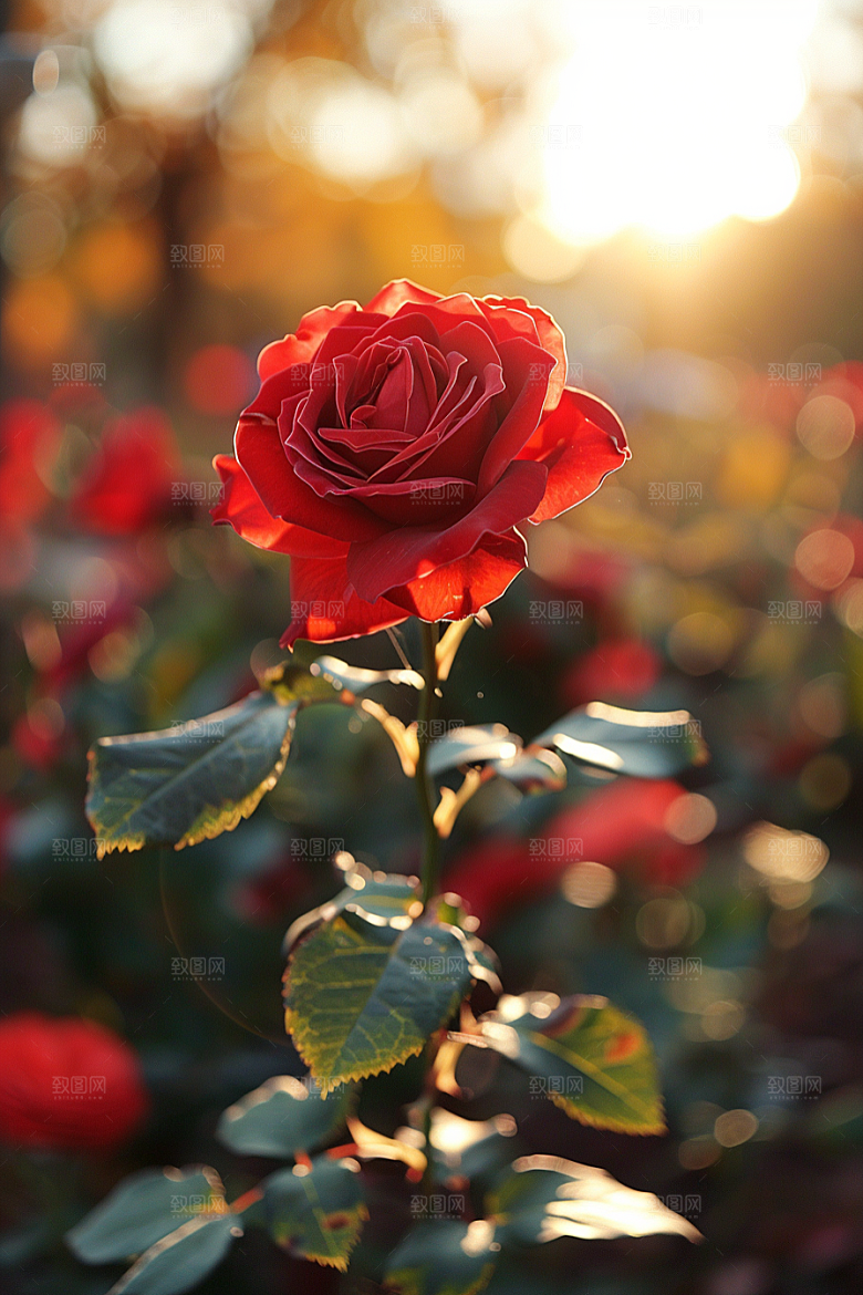 玫瑰花月季花优雅素材