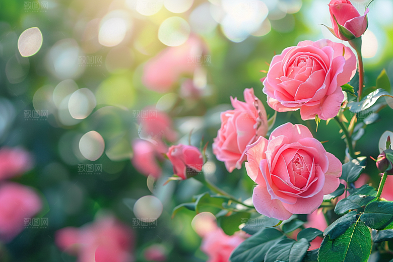 玫瑰花植物月季花素材