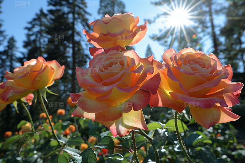 玫瑰花月季花高清素材