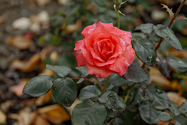 玫瑰花月季花优雅素材