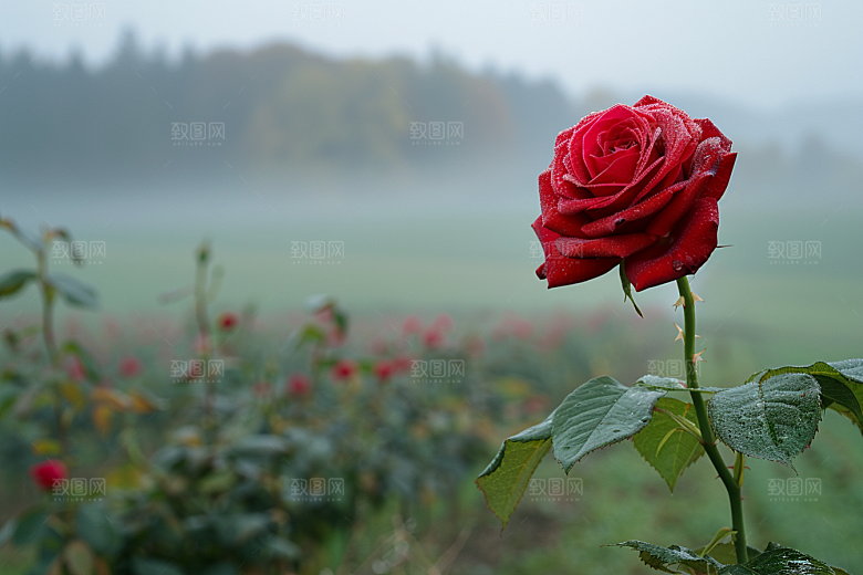 玫瑰花浪漫高清素材