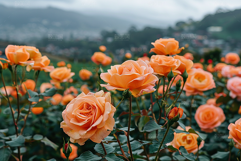 玫瑰花花朵唯美素材