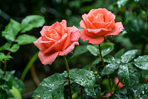 玫瑰花优雅繁花素材