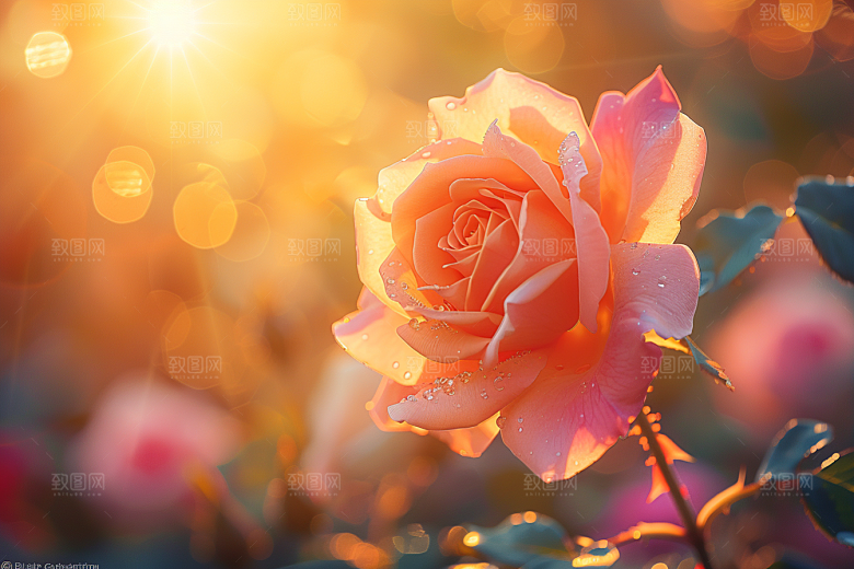 玫瑰花高清月季花素材