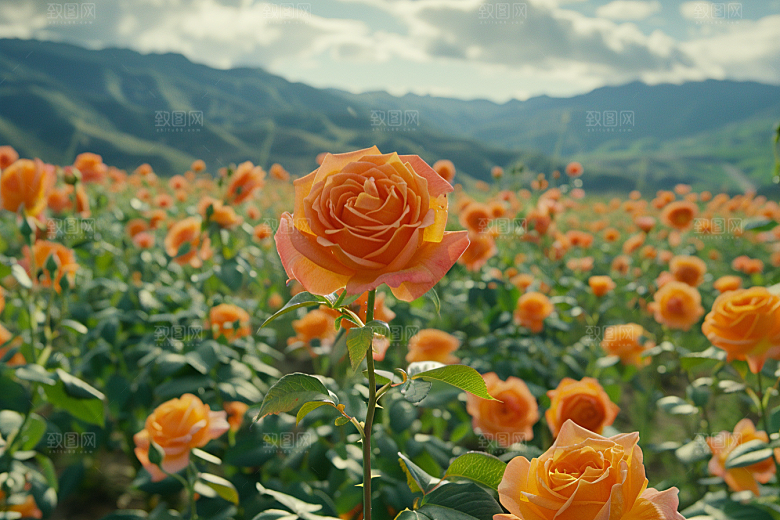玫瑰花繁花初夏素材