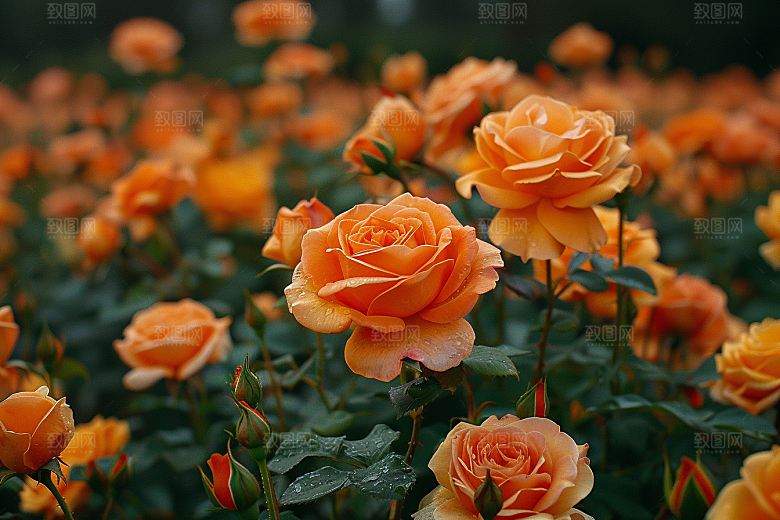 玫瑰花花朵花卉素材