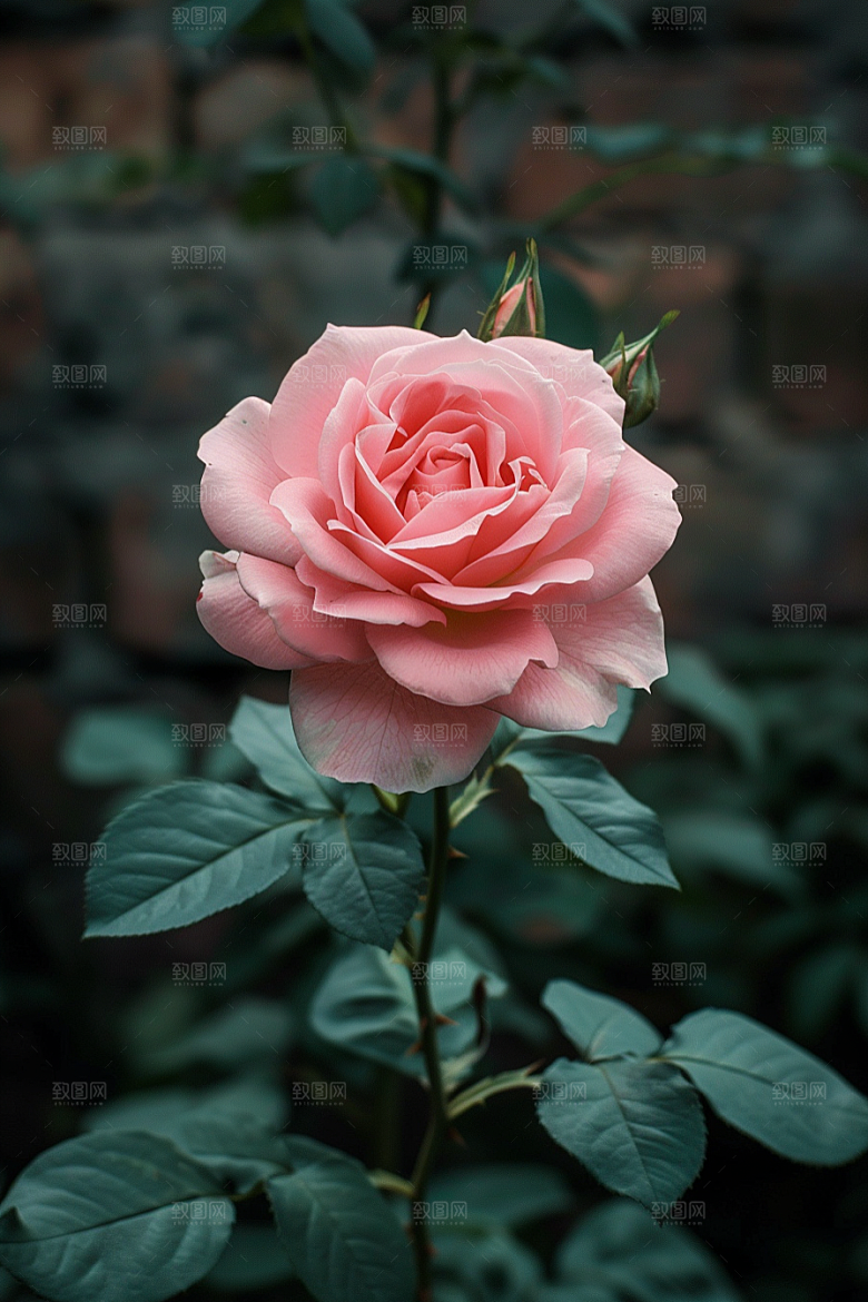 玫瑰花繁花复古素材