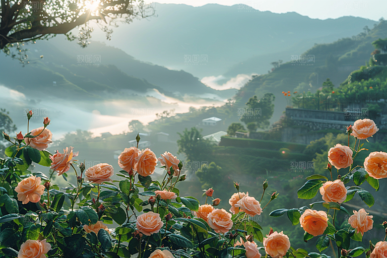 玫瑰花花朵蔷薇素材