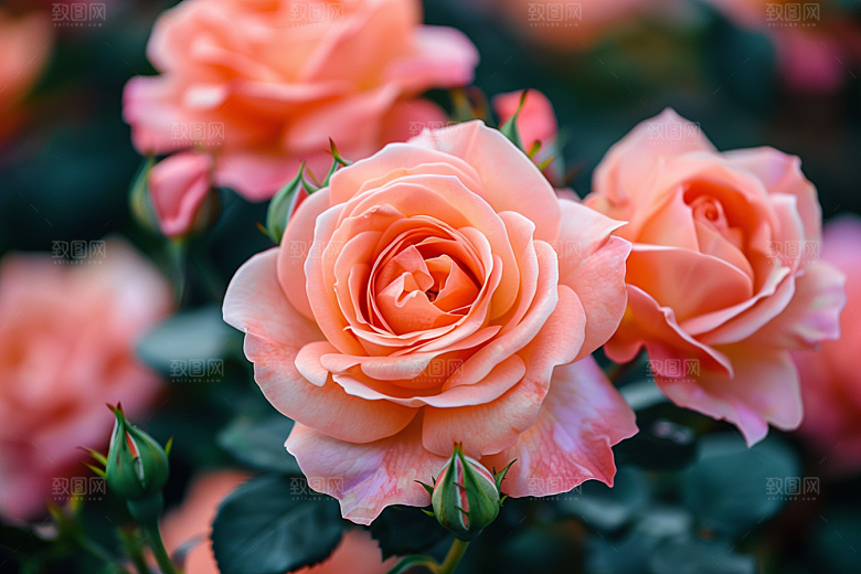 玫瑰花花朵高清素材