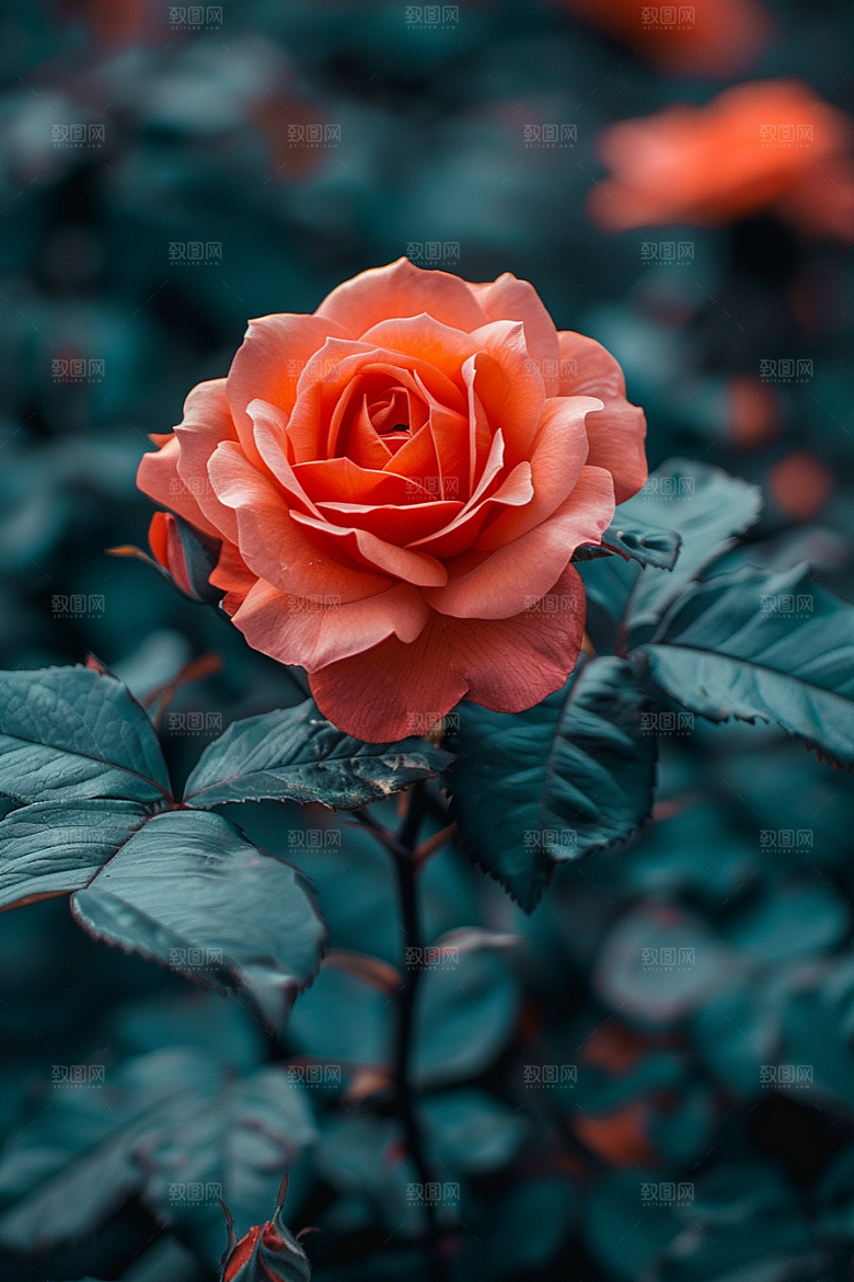玫瑰花蔷薇繁花素材