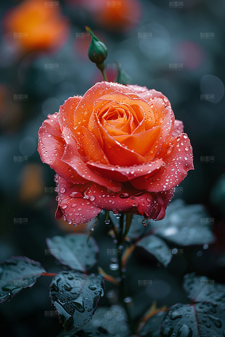 玫瑰花繁花花朵素材