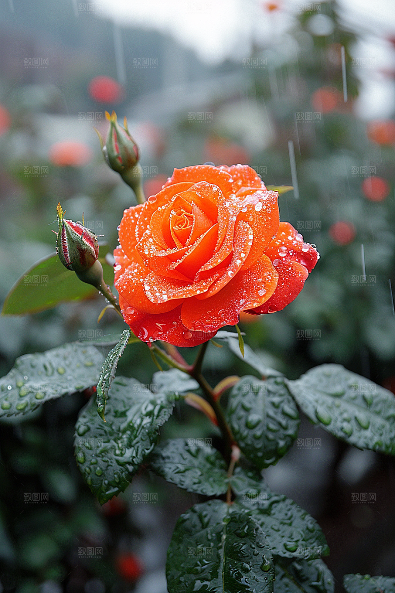 玫瑰花月季花唯美素材