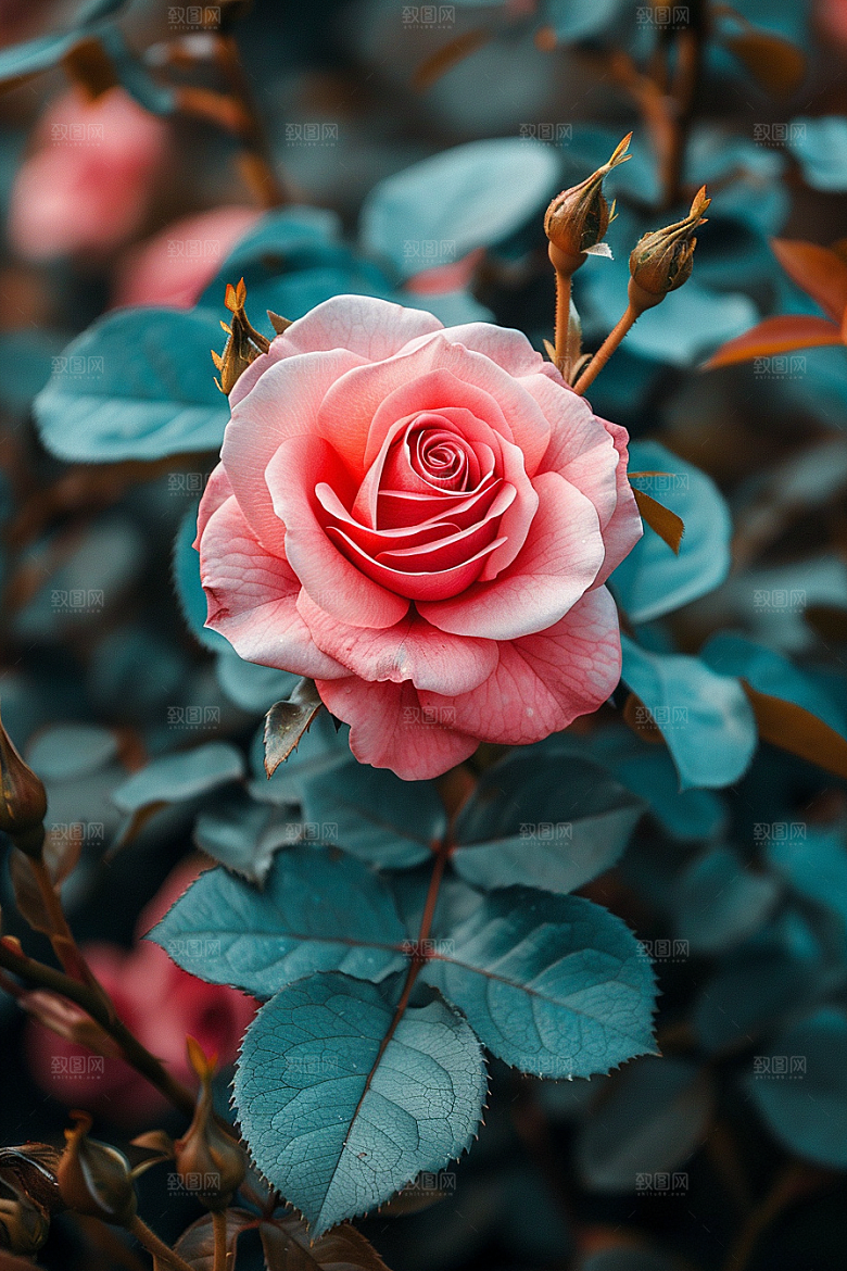 玫瑰花优雅花朵素材