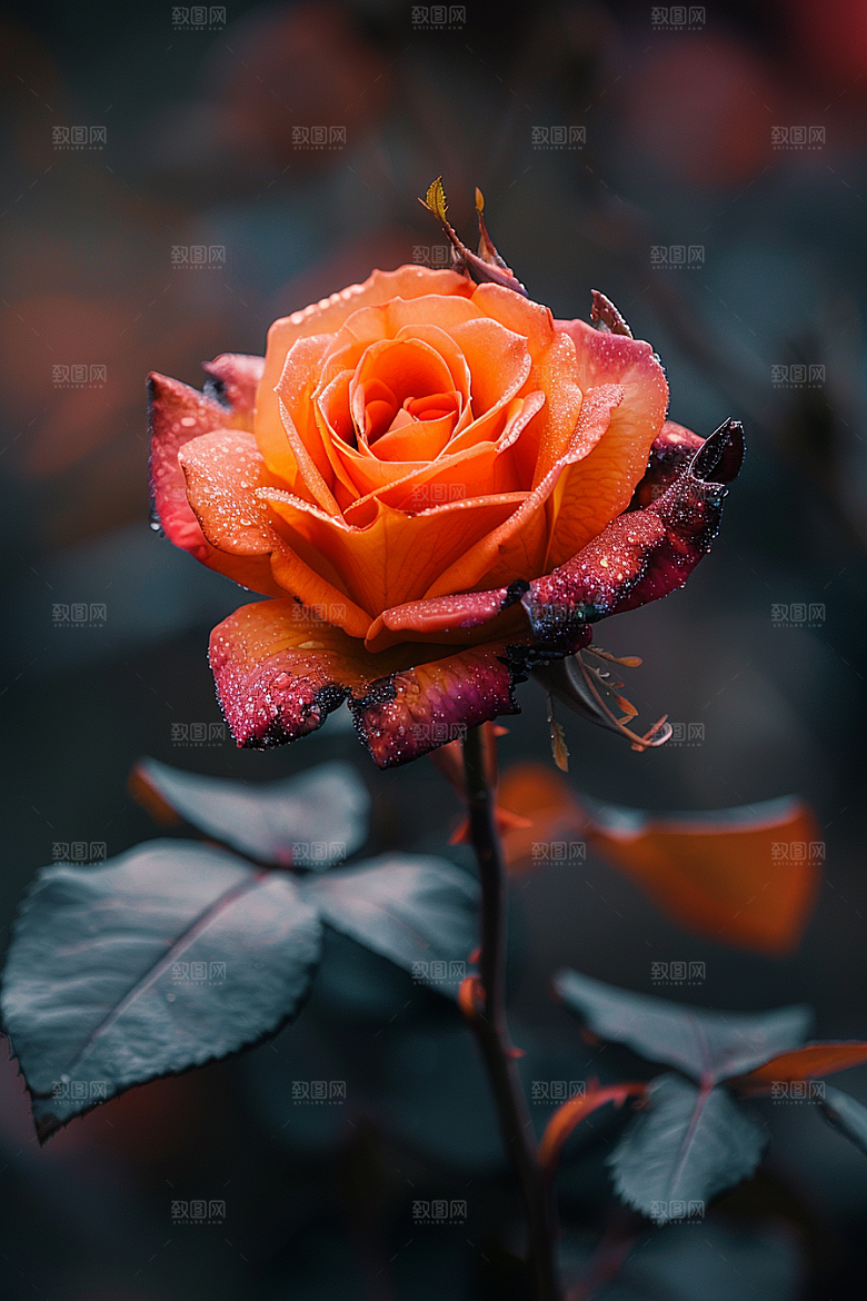 玫瑰花花卉月季花素材