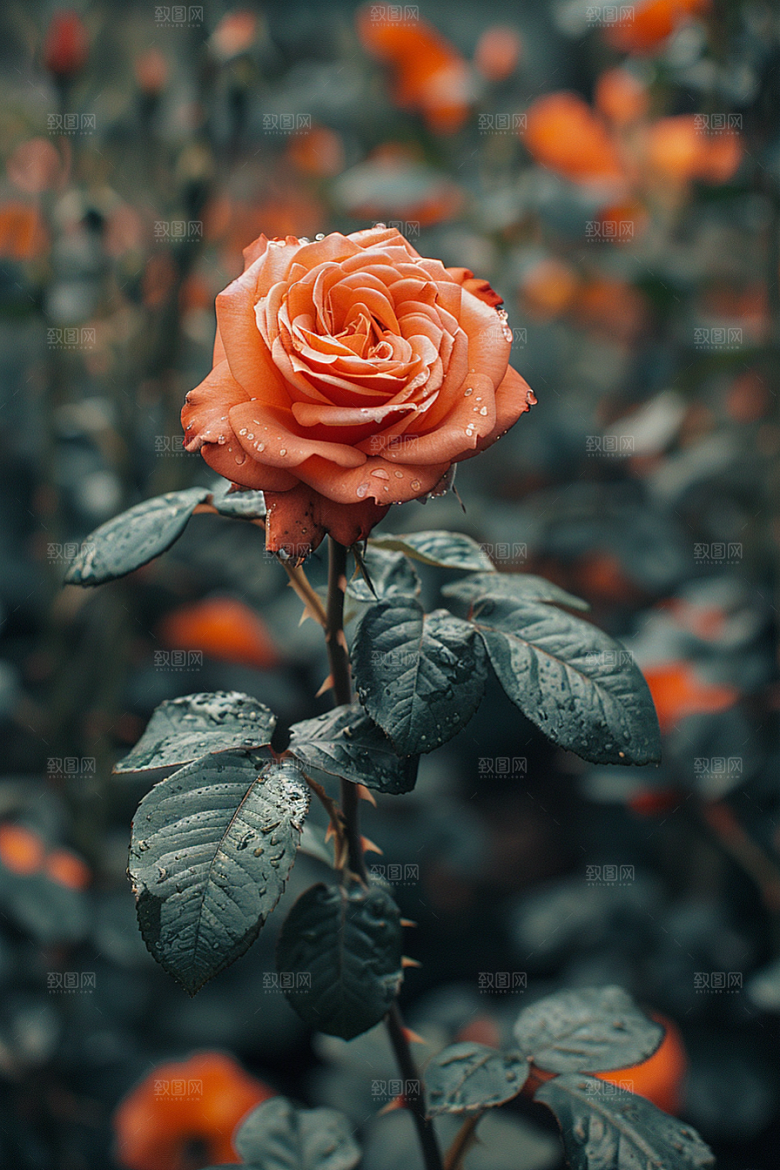 玫瑰花复古唯美素材
