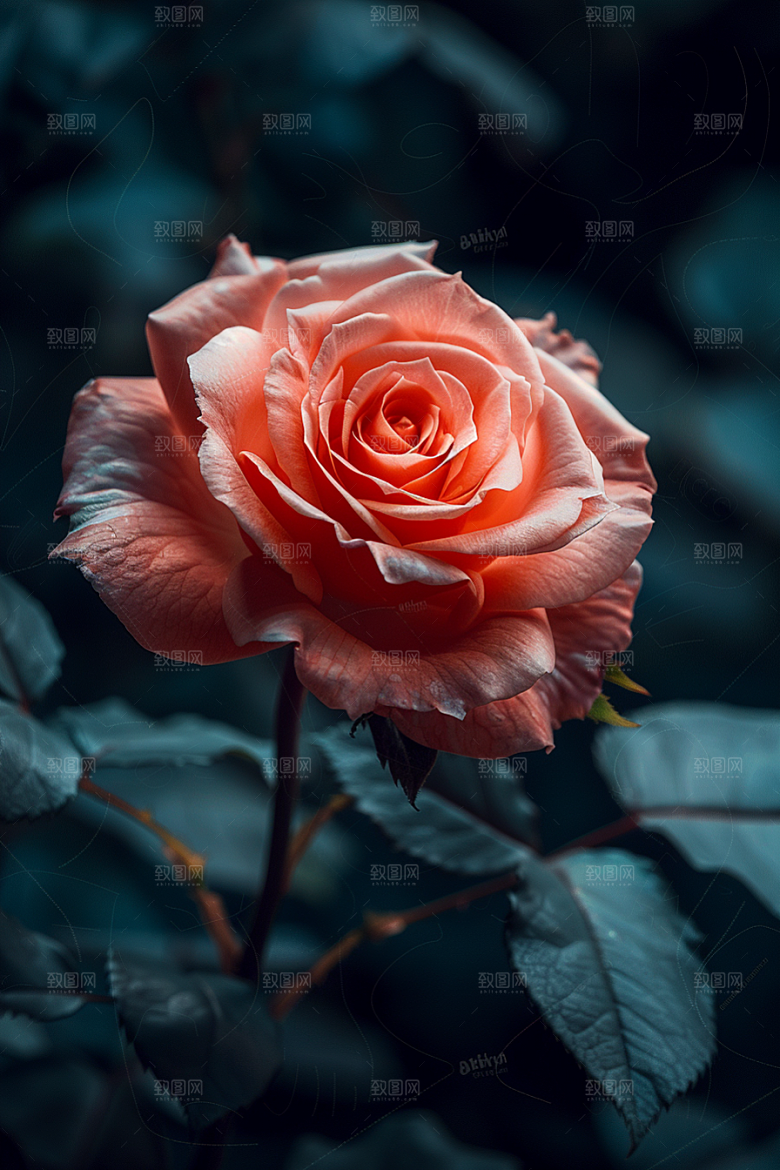 玫瑰花复古月季花素材