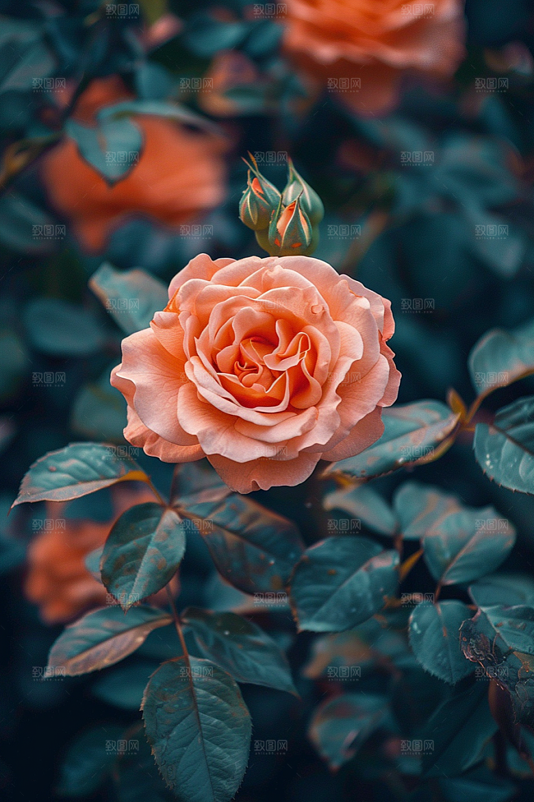 玫瑰花繁花蔷薇素材