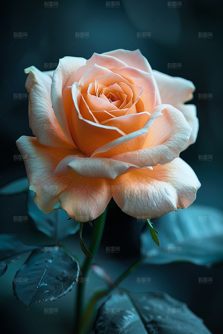 玫瑰花唯美蔷薇素材