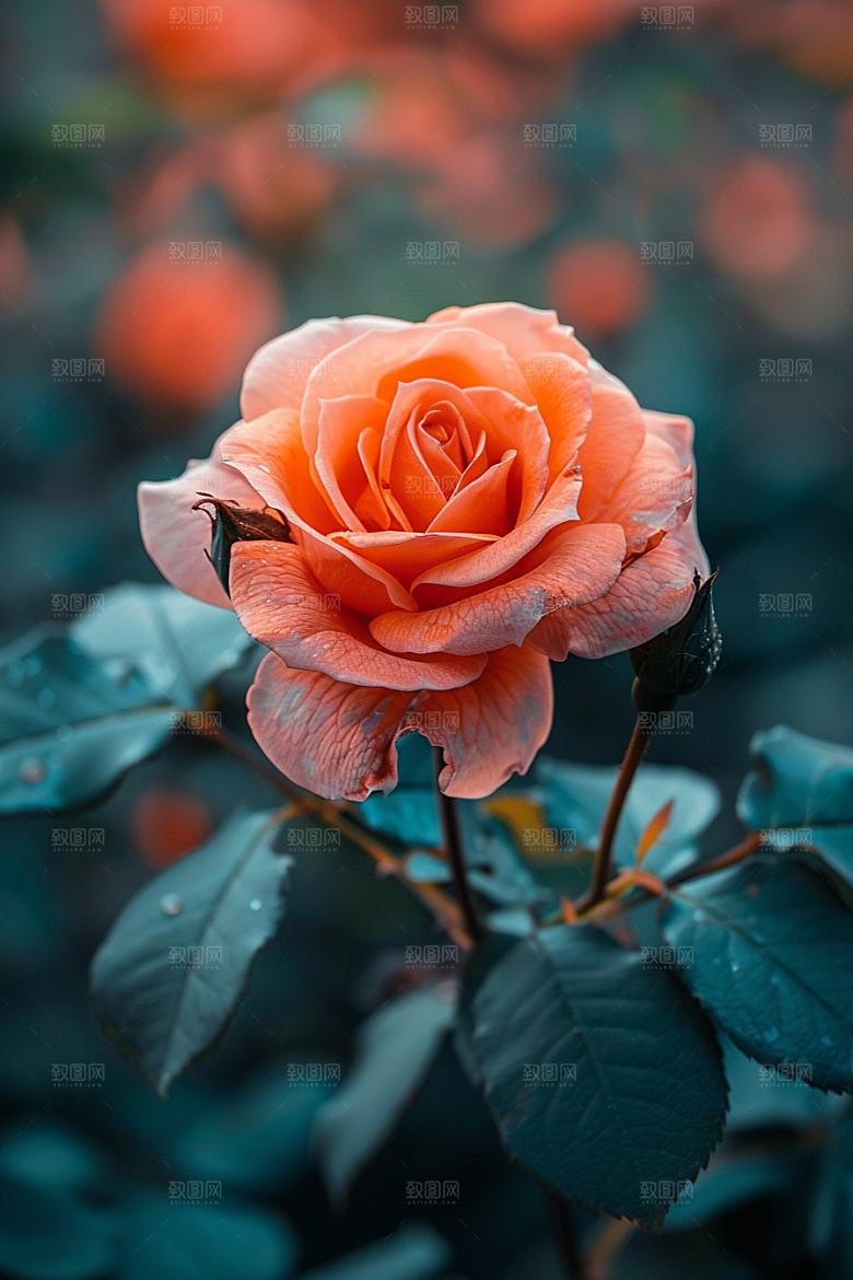 玫瑰花复古高清素材
