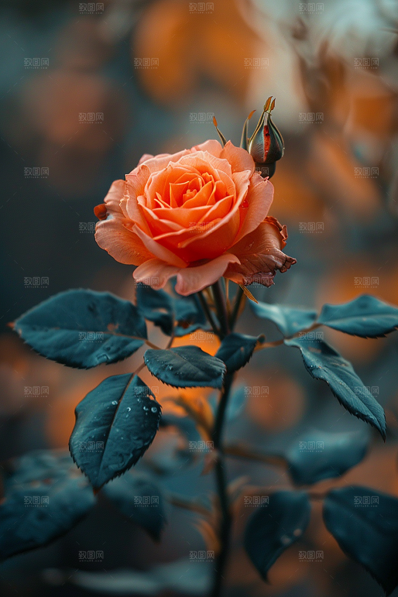 玫瑰花花朵初夏素材