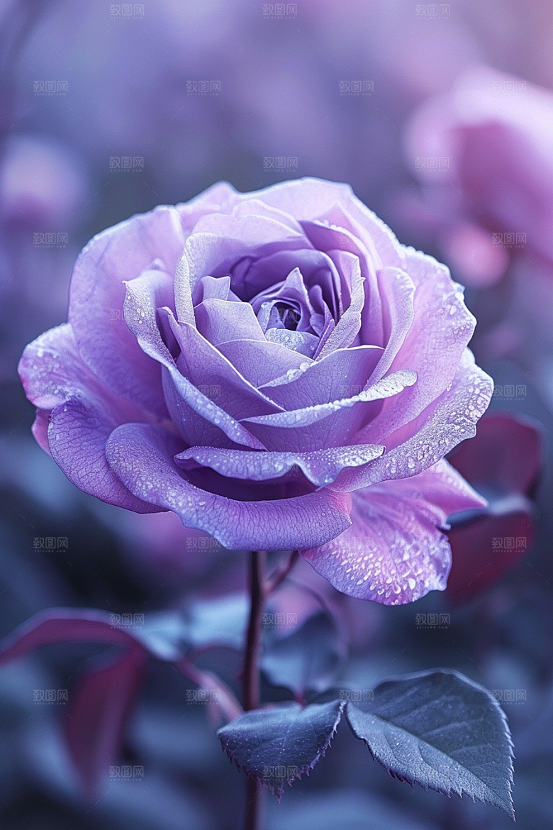 玫瑰花初夏花卉素材