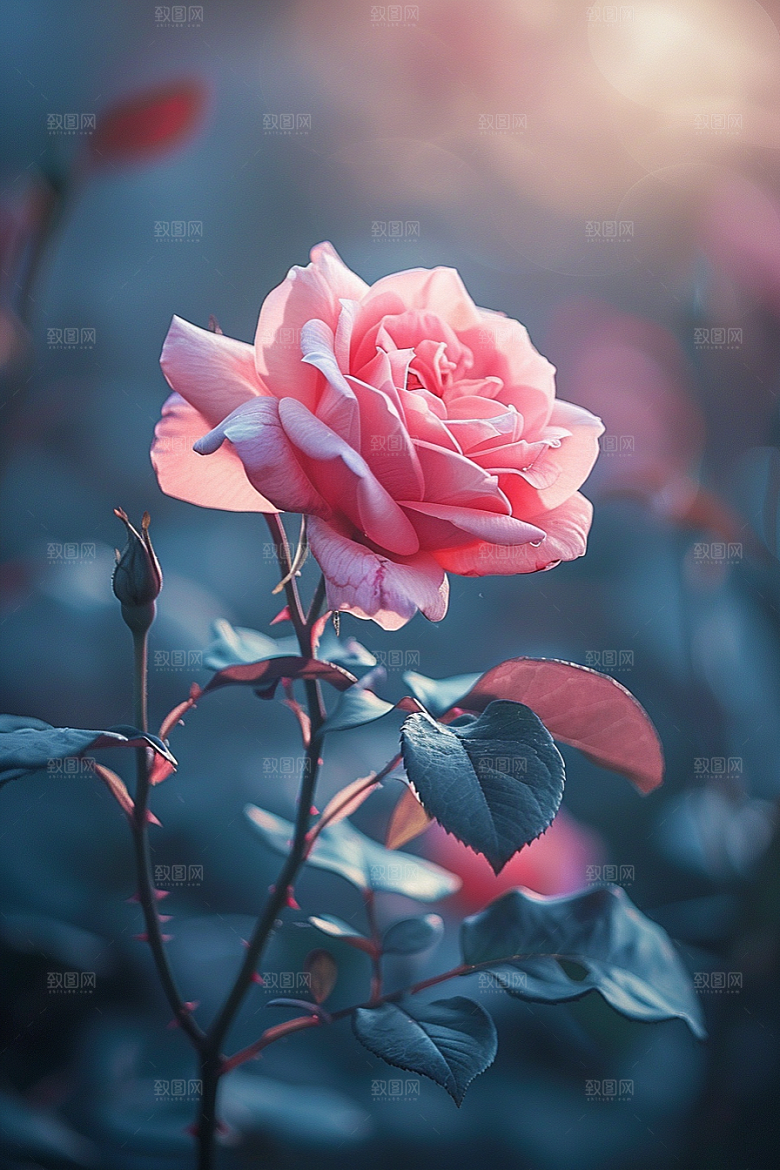 玫瑰花高清五月素材
