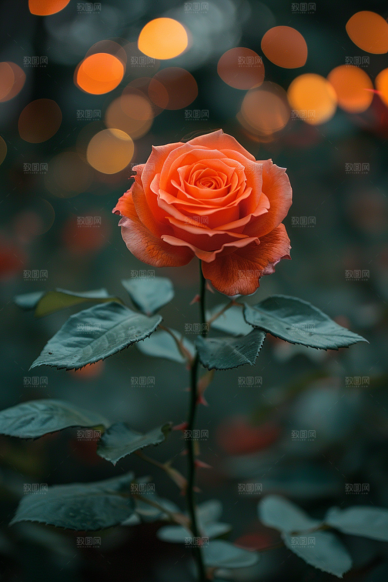 玫瑰花月季花繁花素材