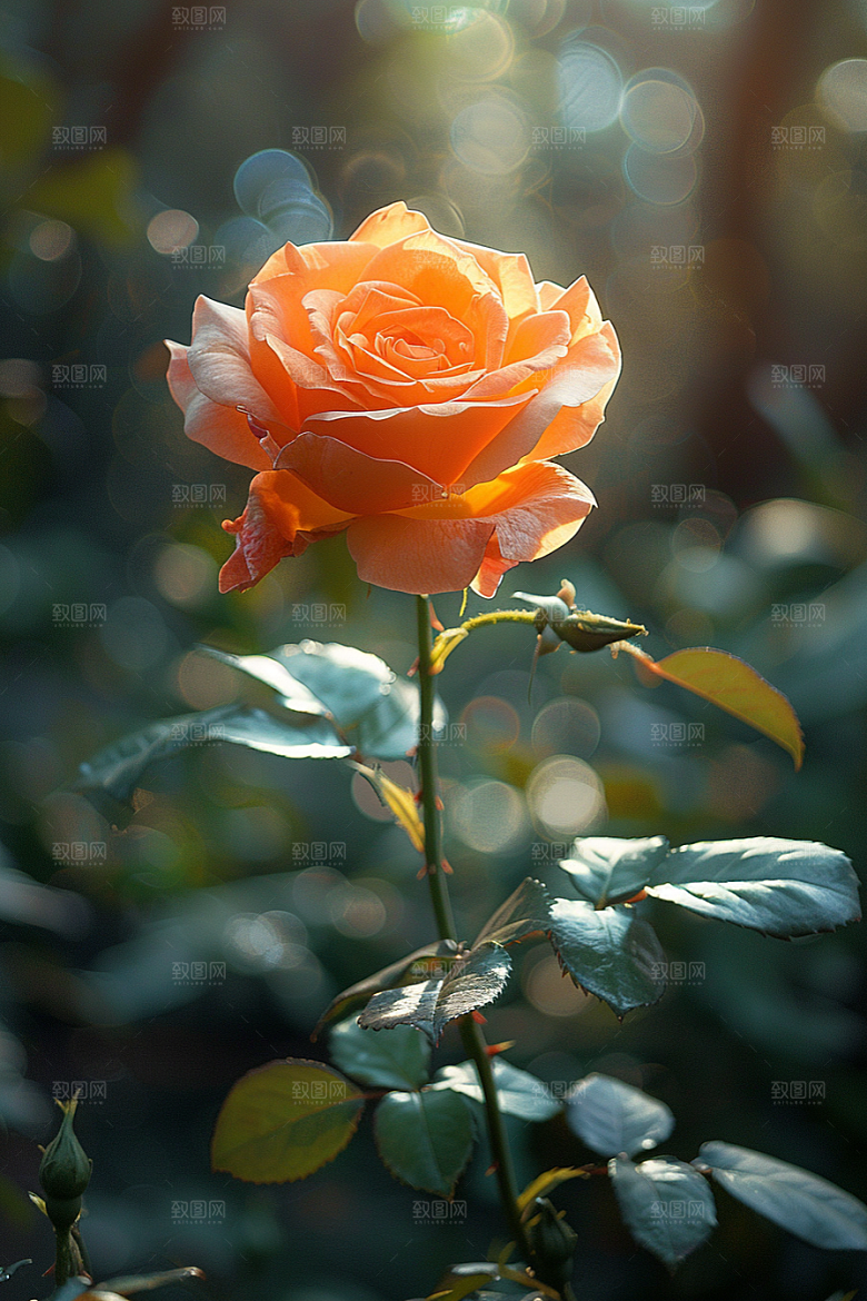 玫瑰花浪漫月季花素材