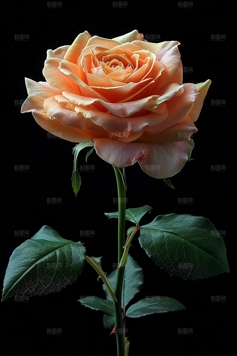 玫瑰花唯美优雅素材