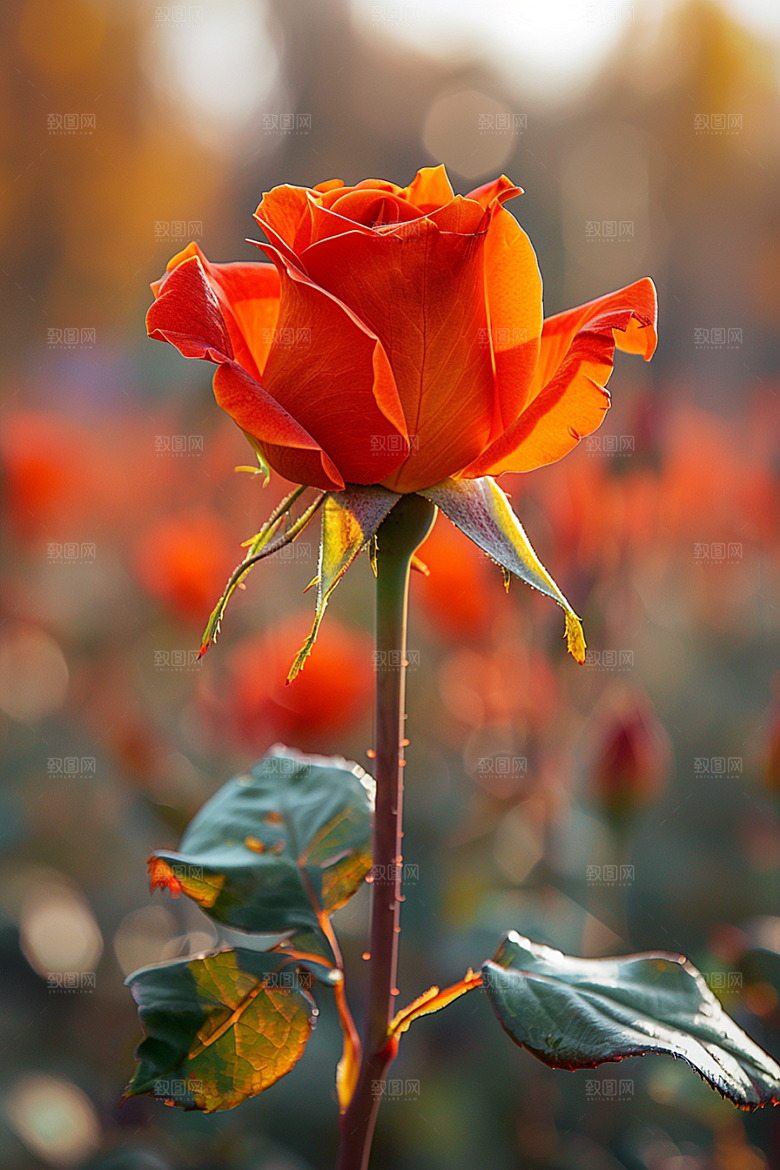玫瑰花花朵高清素材