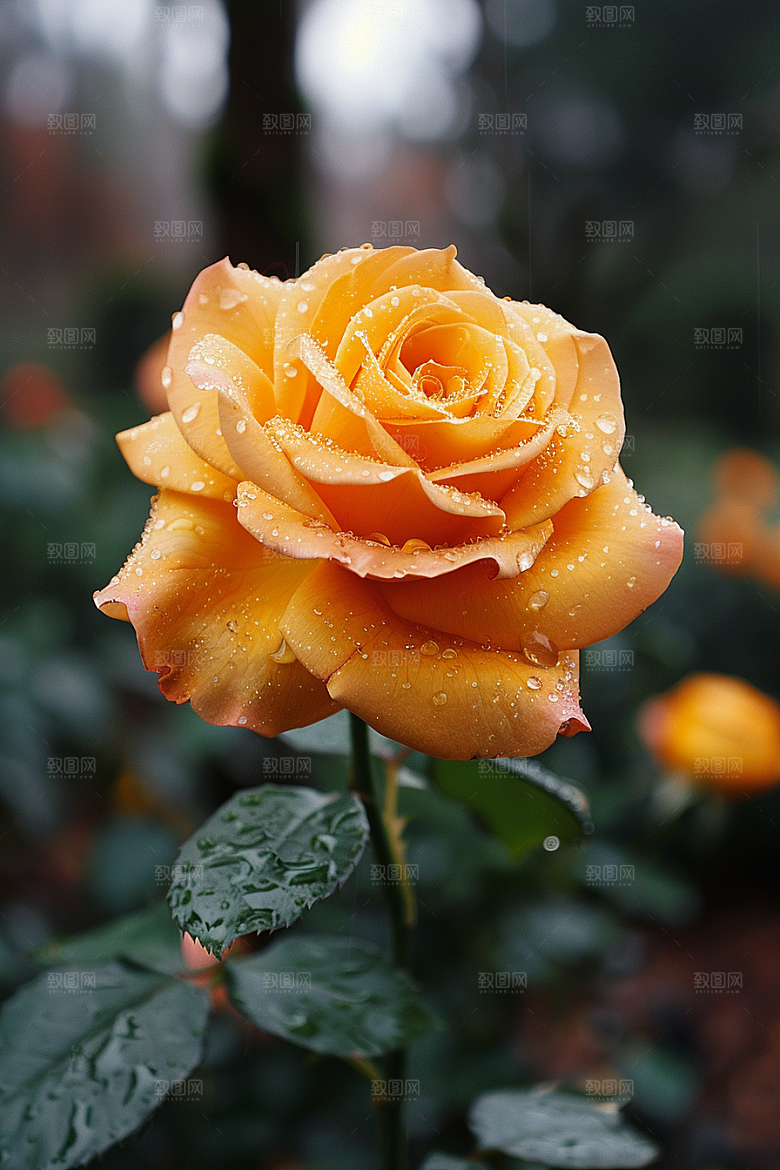 玫瑰花优雅唯美素材