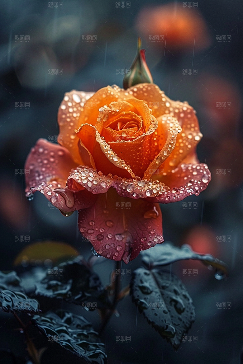 玫瑰花复古优雅素材