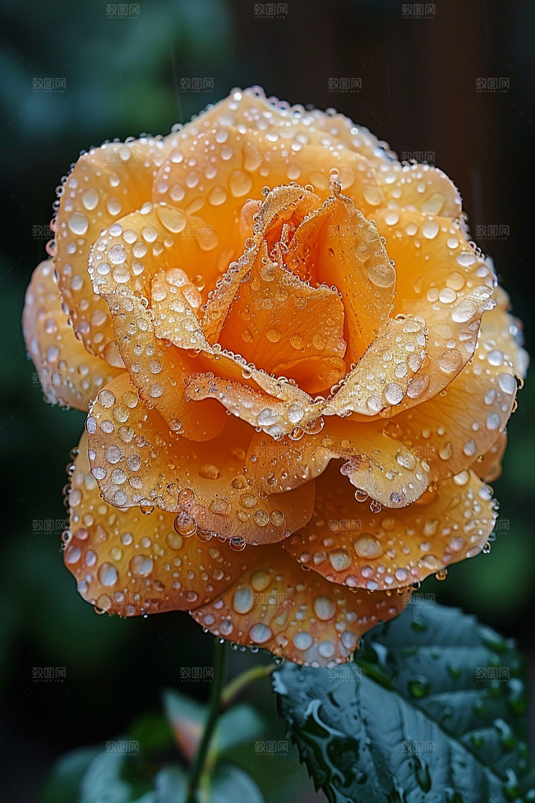 玫瑰花初夏月季花素材