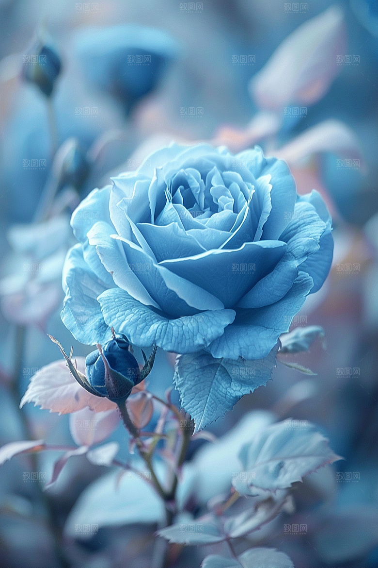 玫瑰花高清蔷薇素材