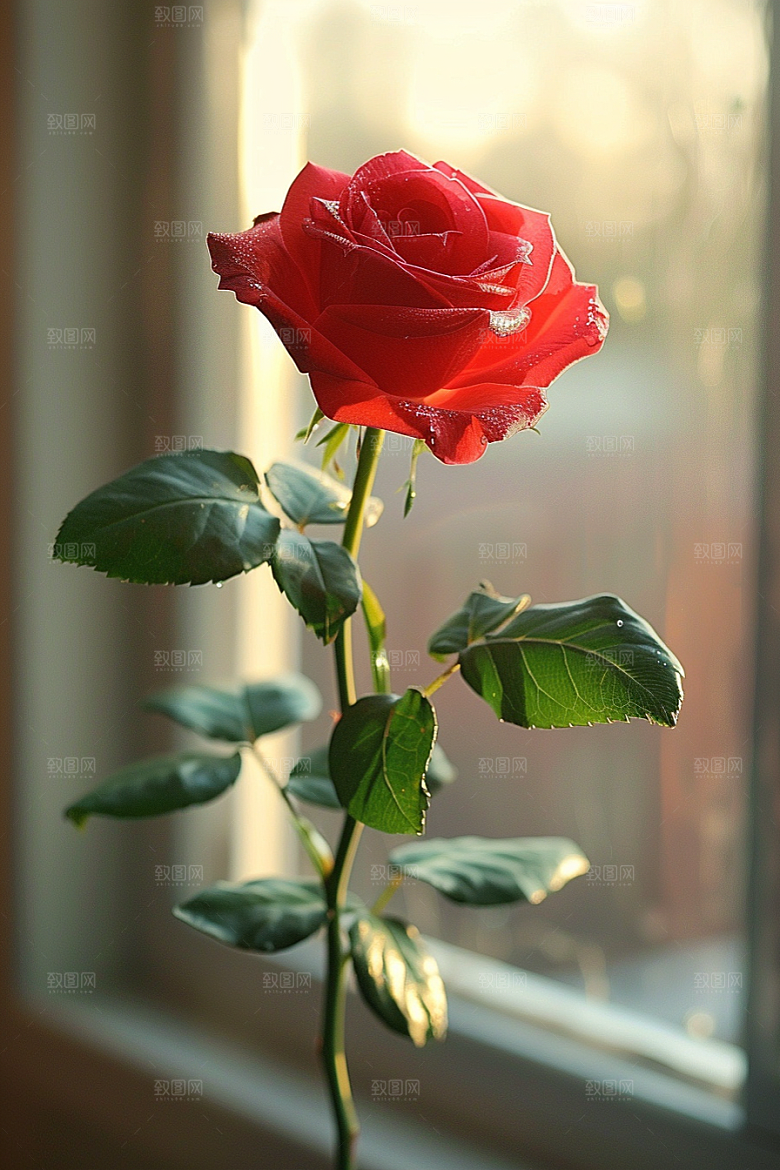 玫瑰花复古唯美素材