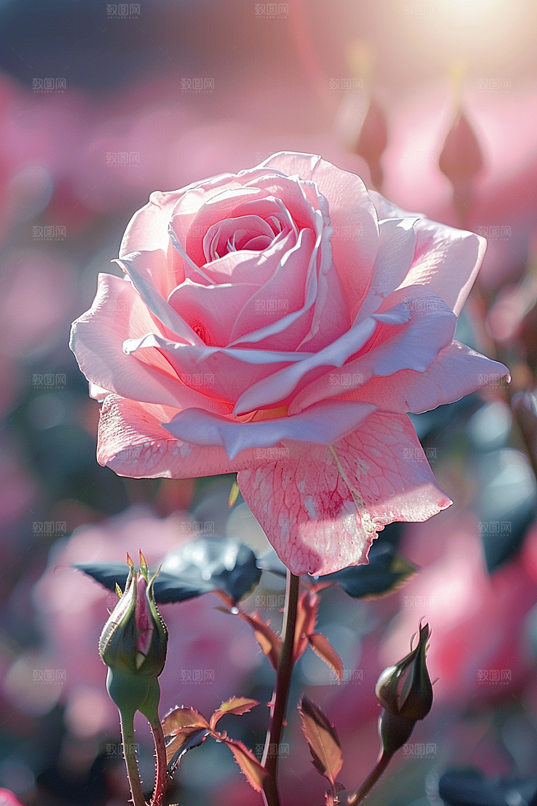 玫瑰花优雅花朵素材