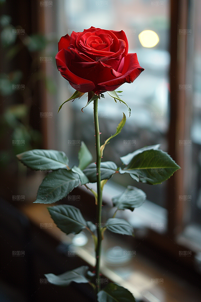 玫瑰花繁花唯美素材