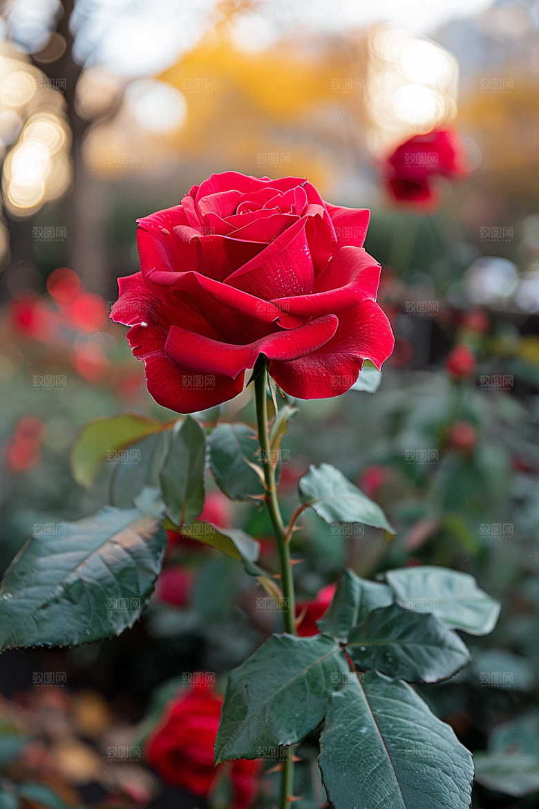 玫瑰花月季花复古素材