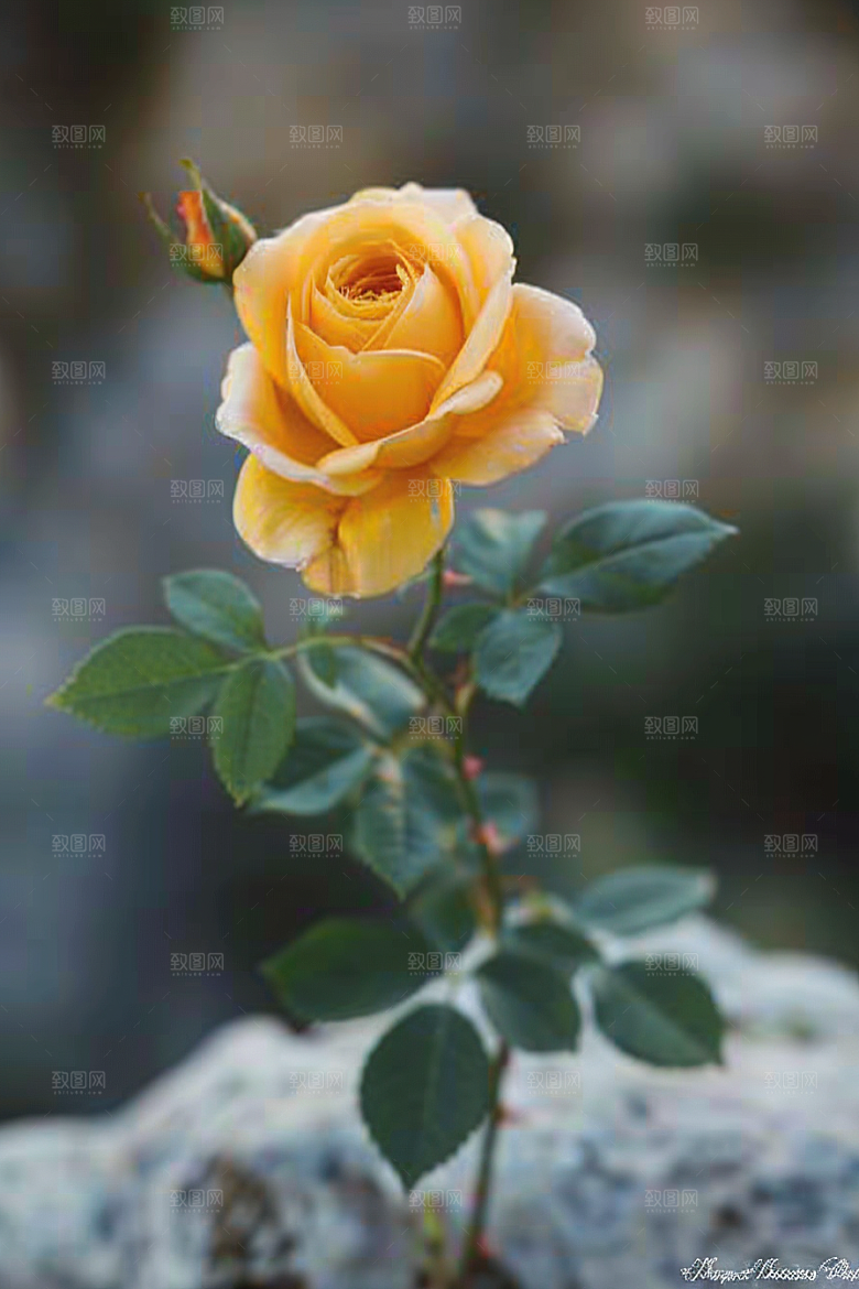 玫瑰花繁花蔷薇素材